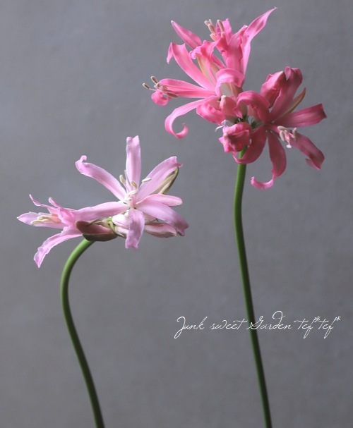 ダイヤモンドリリー ネリネ 『サルニエンシス』 ピンク系 | すべての