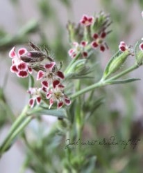 ����͡����쥫���إ������󥯥��٥�ͥ�١�