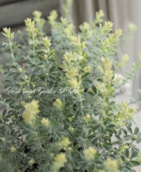 �����������إ֥�ॹ�ȡ���١��٤�����ʬ������롪