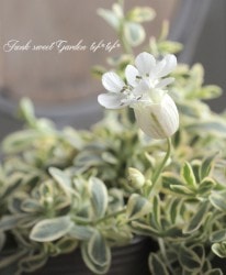 �����ꥷ��͡��إ�˥ե������