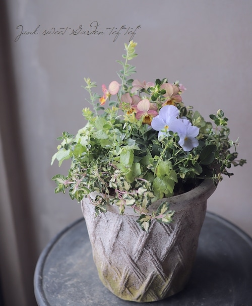 tef*tef*寄せ植え 2017 * no.31 * ビオラ『ピンクアンティーク