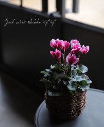 �ڷڰ���������������� �����ǥ�ߥ˥�������  �إ��֥�åȡ�
