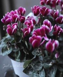 �ڷڰ���������������� �����ǥ�ߥ˥������� �إ��硼������