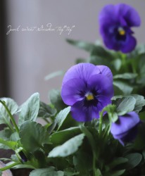 ���إѥ󥸡�����餯���إӡ������