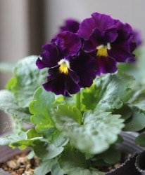 �ե��ѥ󥸡����ե�ե롡�������إǥ����ץХ�����åȡ�