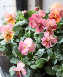 ���إѥ󥸡����ߤ�ӡ��إ��塼�ƥ������ץꥳ�åȡ�