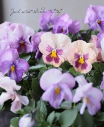 �ѥ󥸡������󥹥ѥ����ץ�ߥ��ࡡ�إ�٥�����ԥ󥯡�