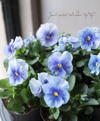 ѥ󥸡󥹥ѥץ饹إ᥿å֥롼֥å