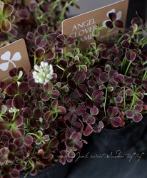 ߤȱݥ󥸥륯С إƥߥ