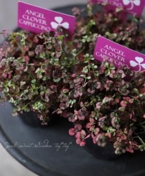 ߤȱݥ󥸥륯С إץΡ