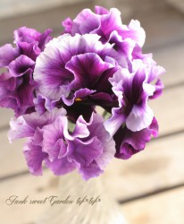 �ե��ѥ󥸡����ե������إ��졼�ס�