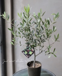 ���꡼�֡��إͥХǥ����֥�� -nevadillo blanco-��