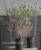 ���꡼�֡��إ��ץ�å����� -Ciplessino-�١�