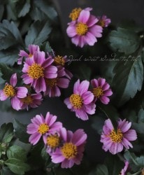 󥿡⥹ӥǥ󥹡إϥåԡ쥯