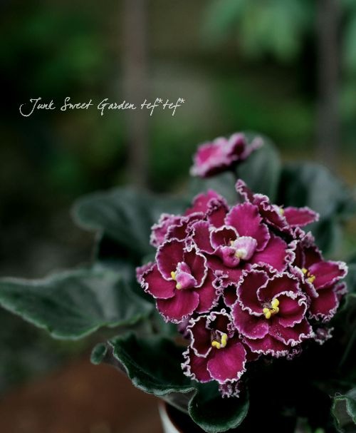 室内の女王 セントポーリア 『ダークパープル』A | すべての商品