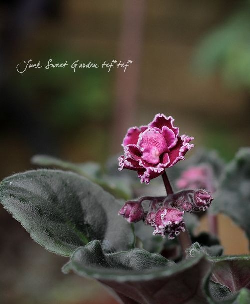 室内の女王 セントポーリア 『ダークパープル』A | すべての商品