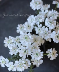 ���нɺ����٥ꥹ������ѥӥ�󥹡إ����ǥ����եȡ�