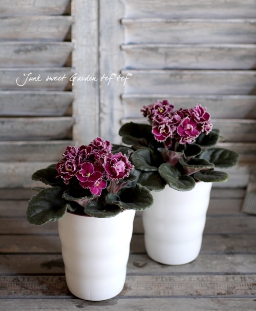 室内の女王 セントポーリア 『ブルー×ホワイト』C | すべての