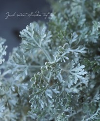 ����ƥߥ������إѥ�ե��� �ɥ� �������ԥ���