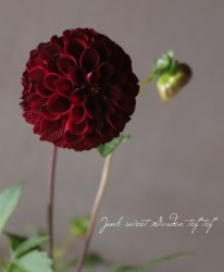 �ݤ�ݤ�餭���ꥢ���إ�åɡ�