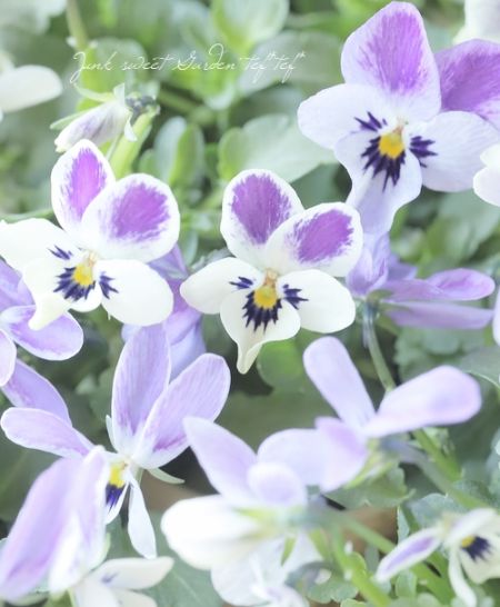 �����������Υ֥�������ӥ��顡���ˤ���������