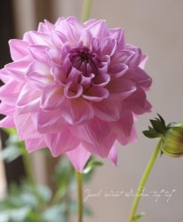 ���ꥢ���إ�٥�����ӥ塼�ƥ�����