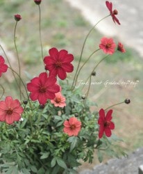 Flower Species,チョコレートコスモス | Junk sweet Garden tef*tef*