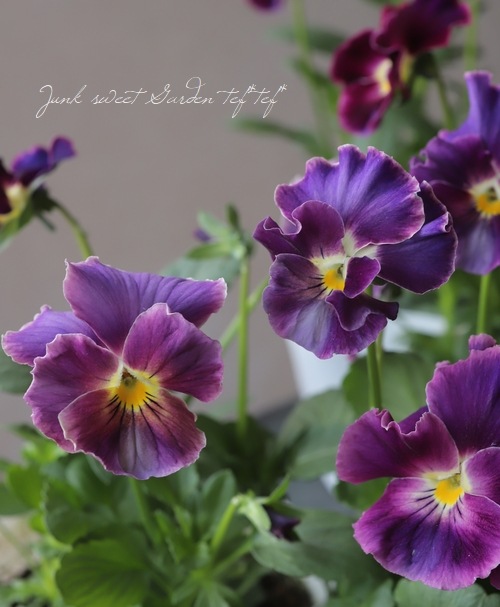 松原園芸さんビオラ 『ファルファリア』 NO.10 | すべての商品