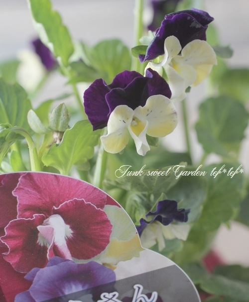 ぞうさんビオラ 『ボルドー×イエロー』 | すべての商品 | | Junk sweet