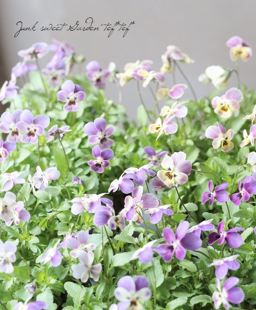 みもとビオラ 『アメジスト色の涙』 | すべての商品 | | Junk sweet