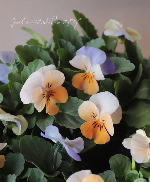 ビオラ・カリフォルニア 『アイボリーオレンジ』 すべての商品 Junk sweet Garden tef*tef*