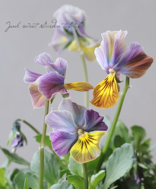 コウロギノブコさん育種！NOBUKO セレクション 『モンロースカート