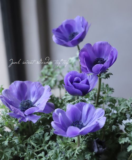 アネモネ・ポルト アネモネ・ポルト 『ブルー』 | すべての商品 | | Junk sweet Garden