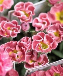 ץ顦ꥢ󡡡إ祳󥰡