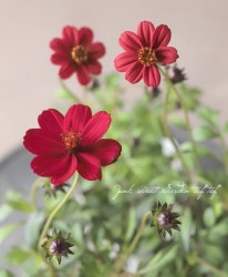 Flower Species,チョコレートコスモス | Junk sweet Garden tef*tef*