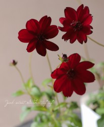 ���祳�졼�ȥ����⥹���إե���ƥ롼�����