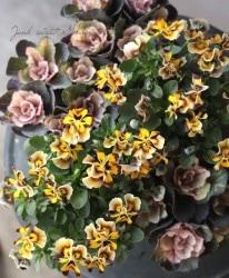 ����臘�������ꥸ�ʥ�ӥ��顡�쥤��ܡ��������֡إϥˡ��������