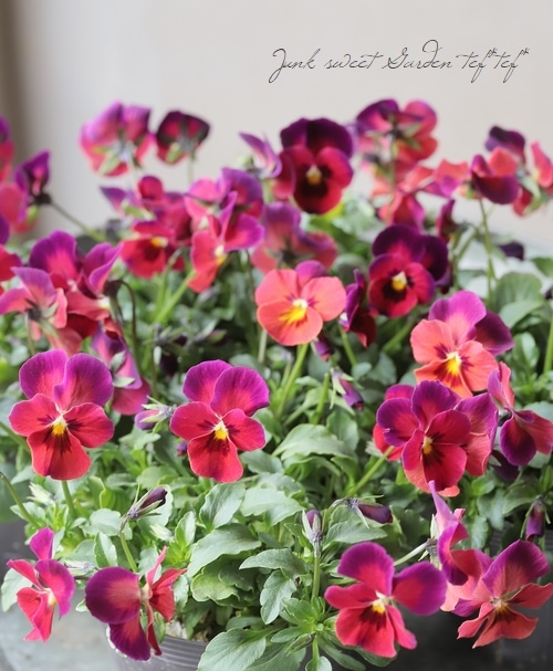 ☆育種うえたオリジナルビオラ レインボーウェーブ『サンセット