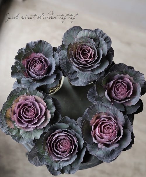 □葉牡丹 『萌花ブラック』 | すべての商品 | | Junk sweet Garden tef