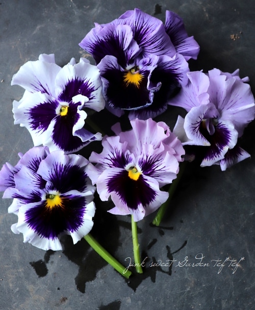 フリルパンジー オルキ ブルーシェード すべての商品 Junk Sweet Garden Tef Tef