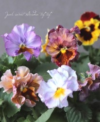 �ե��ѥ󥸡����إ����ꥢ�󥸥��顼�ȡ١��ֿ���������