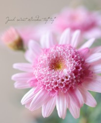 �ޡ�����åȡ��إ����ꥨ�᡼��١�