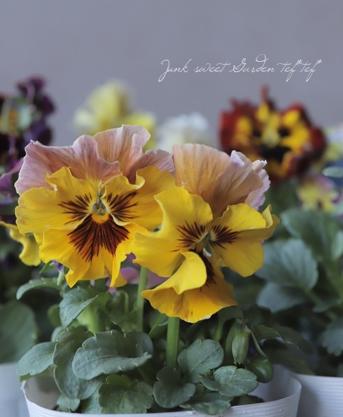 パンジー ・ムーランルージュ 『ゴールデン』 食べられる！エディブル