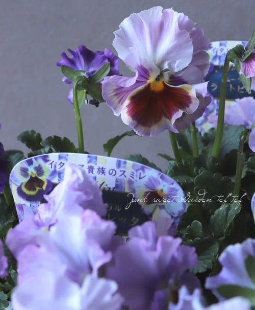 パンジー ・ムーランルージュ 『ライトビオエレッタ』 食べられる