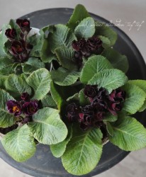 �ץ��顦����ꥢ�󡡡إ��åϥȥ�ơ�