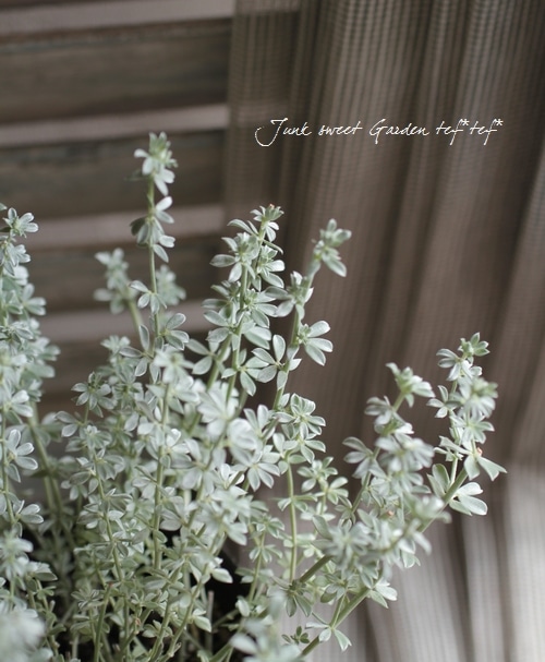ロータス クレティクス お花みたい 銀葉 すべての商品 Junk Sweet Garden Tef Tef