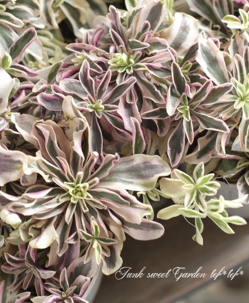 斑入りアラビス 『ホワイト』 | すべての商品 | | Junk sweet Garden