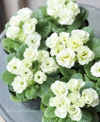 �Х�餭�ץ��顡�إ��ܥ��ɥ����ɥ��