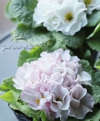 �ץ��顦�ץ���ʥ���ꥢ�� ������� �إԡ�������С���