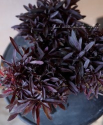 ɺֹ󥵥إ󥯥С֥å